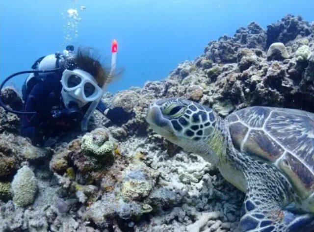 ダイビング、石垣島、ウミガメ