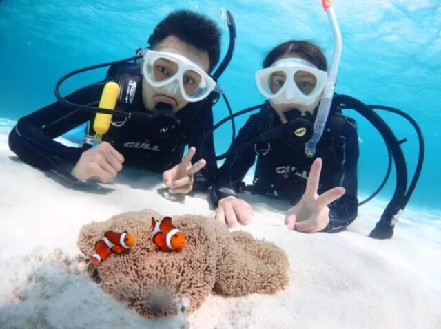 ダイビング、石垣島、クマノミ