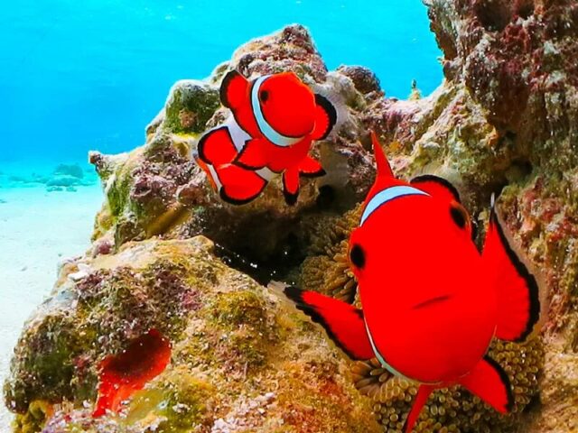 体験ダイビング