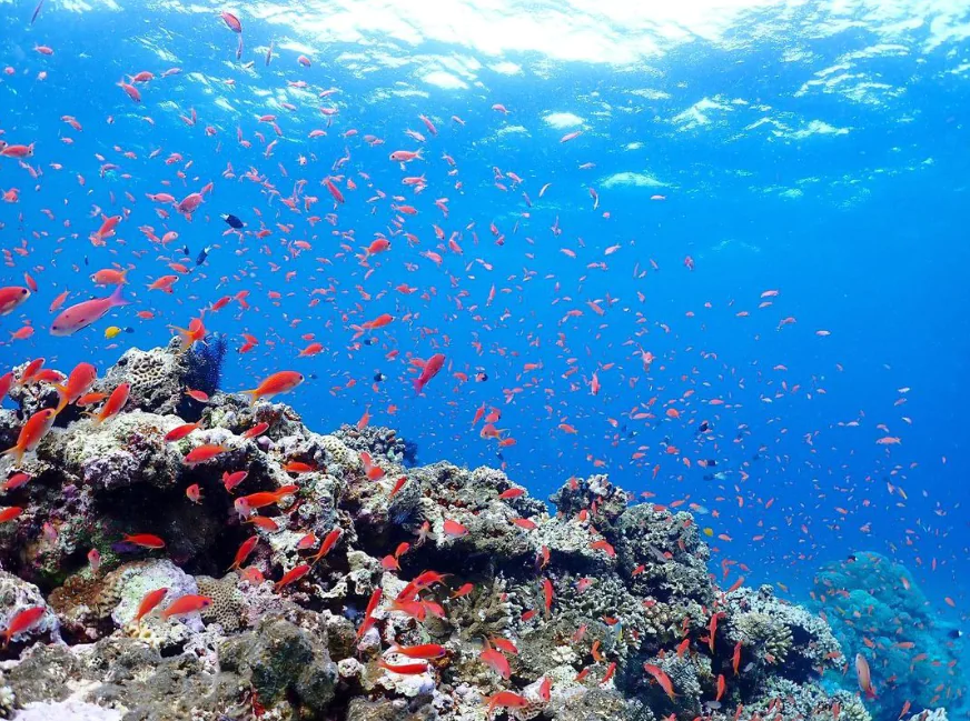 【石垣島・川平湾発】安心安全の少人数制でご案内！リクエストに応えるファンダイビングツアー《Cカード必須・2ダイブ》（No.357）