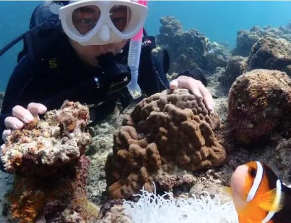 【石垣島/午後半日】初心者専門☆ウミガメ遭遇率90%以上！体験ダイビング1dive＆シュノーケリングツアー《最新機種での写真＆動画プレゼント》（No.482）