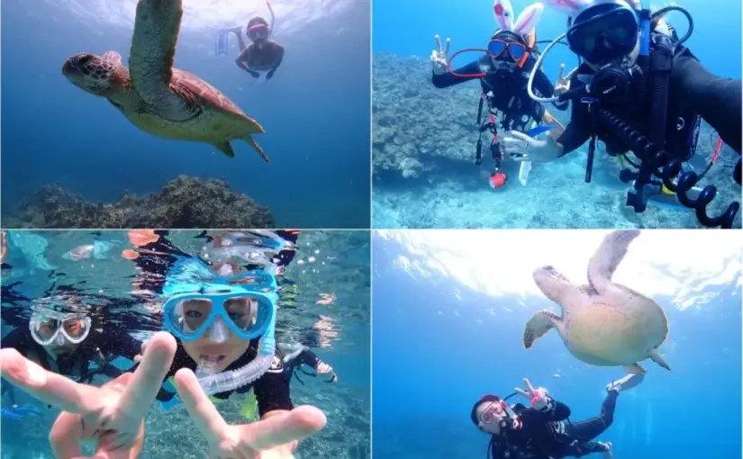 【石垣島/午後半日】初心者専門☆ウミガメ遭遇率90%以上！体験ダイビング1dive＆シュノーケリングツアー《最新機種での写真＆動画プレゼント》（No.482）