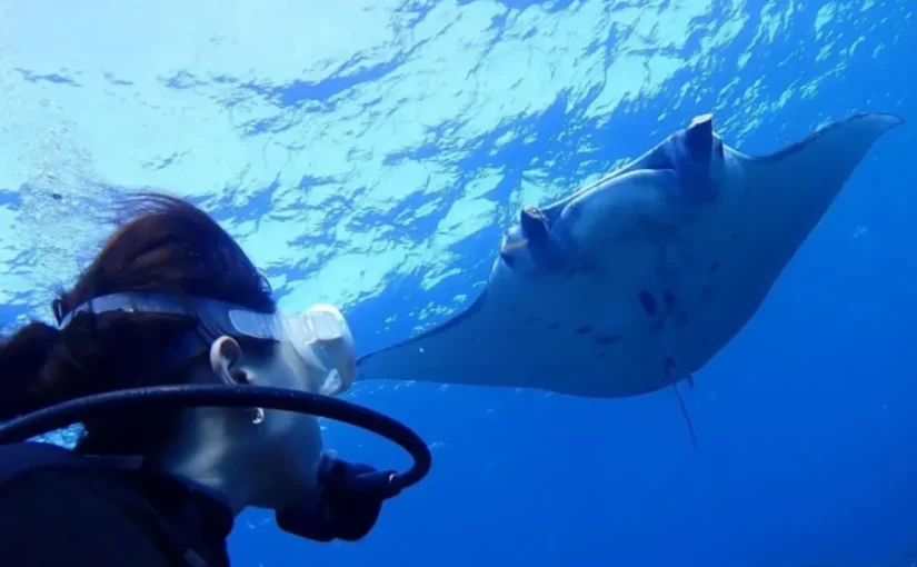 ダイビング　マンタ