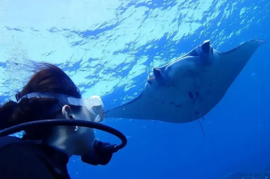 ダイビング　マンタ