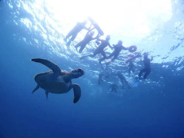 【石垣島/午後半日】初心者専門☆ウミガメ遭遇率90%以上！体験ダイビング1dive＆シュノーケリングツアー《最新機種での写真＆動画プレゼント》（No.482）