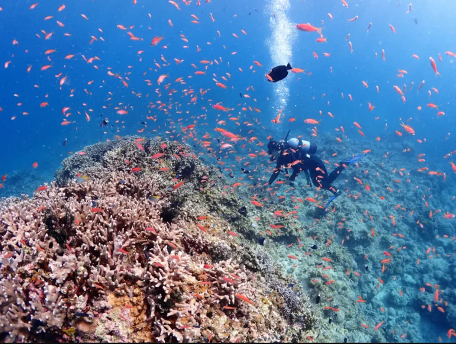 【石垣島/午後半日】初心者専門☆ウミガメ遭遇率90%以上！体験ダイビング1dive＆シュノーケリングツアー《最新機種での写真＆動画プレゼント》（No.482）