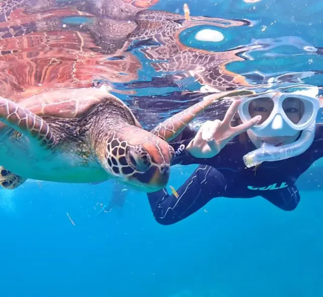 シュノーケリング ウミガメ