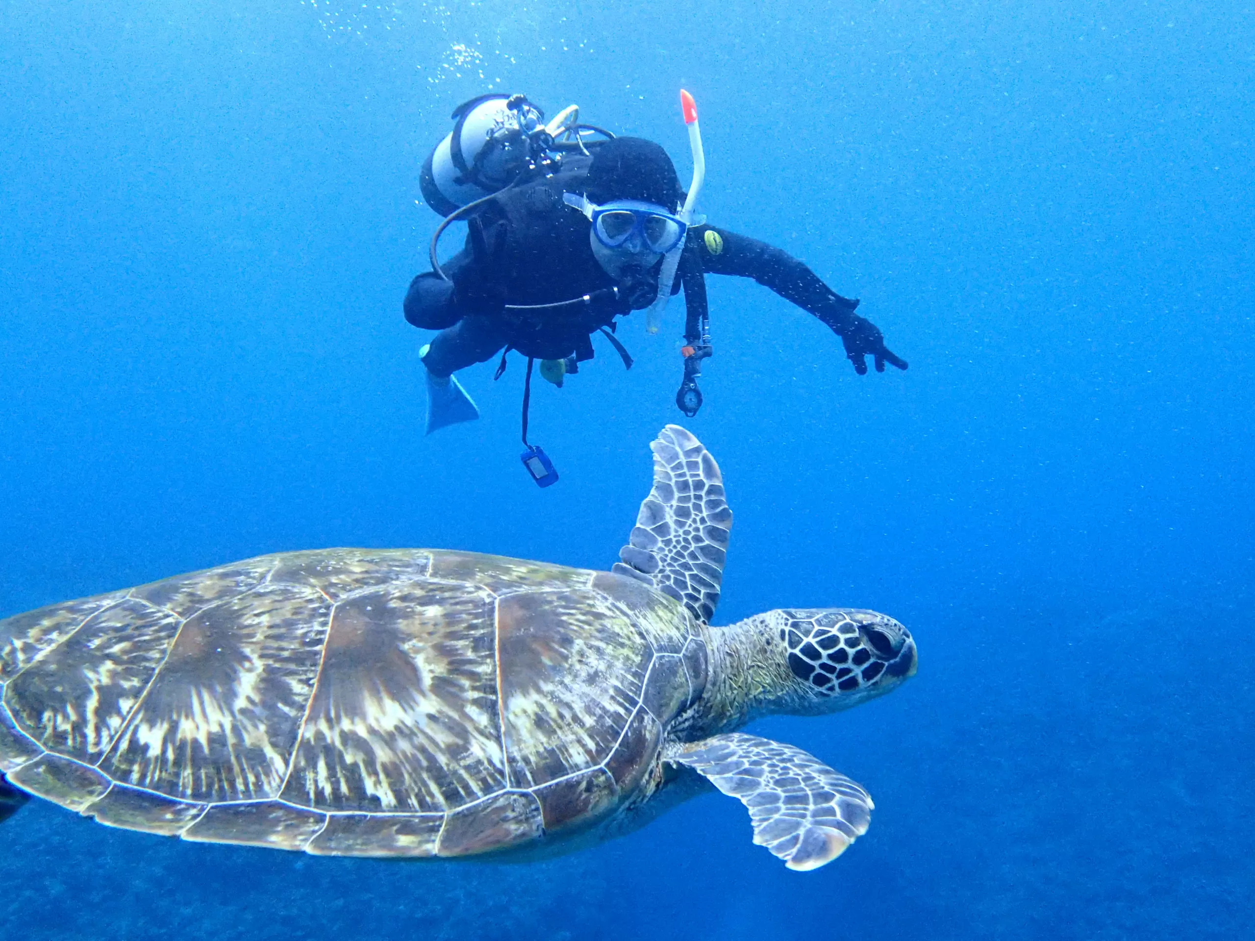 【石垣島/半日】サポートもおまかせ！気軽に参加できるファンダイビング1dive午後半日コース《機材一式レンタル付き》（No.343）