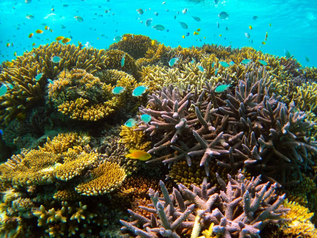 【石垣島/半日】サポートもおまかせ！気軽に参加できるファンダイビング1dive午後半日コース《機材一式レンタル付き》（No.343）