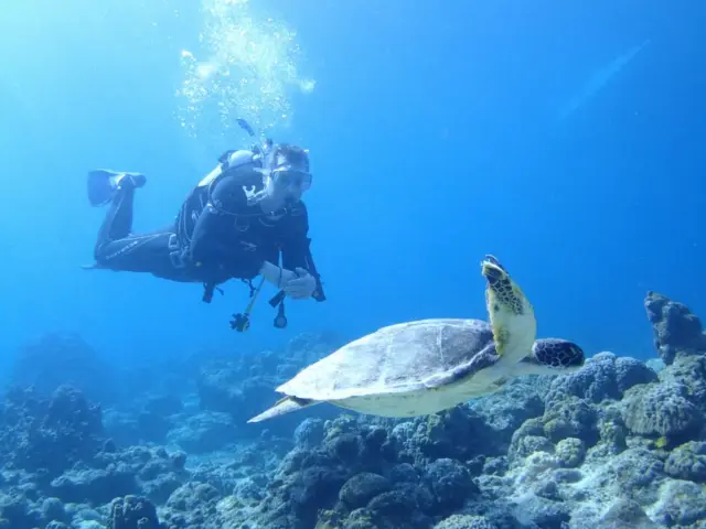 【石垣島/1日】ウミガメ遭遇率90％以上☆幻の島上陸＆体験ダイビング2dive＆シュノーケリングツアー《器材込み＆ランチ付き》