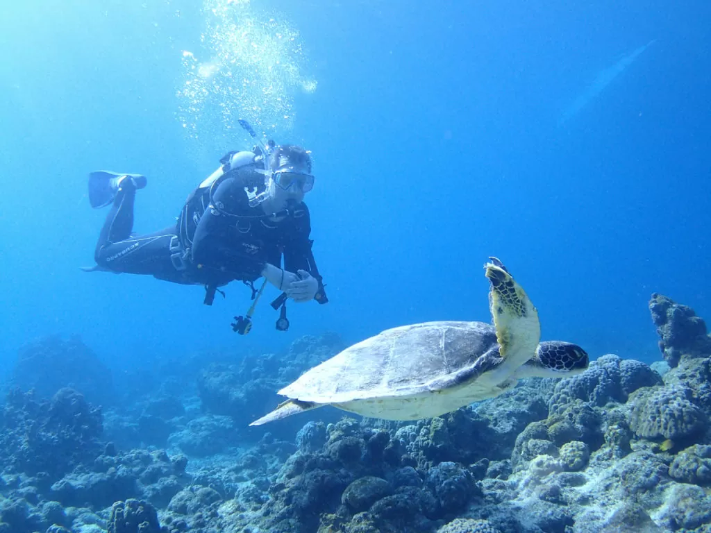 【石垣島/1日】ウミガメ遭遇率90％以上☆幻の島上陸＆体験ダイビング2dive＆シュノーケリングツアー《器材込み＆ランチ付き》（No.342）