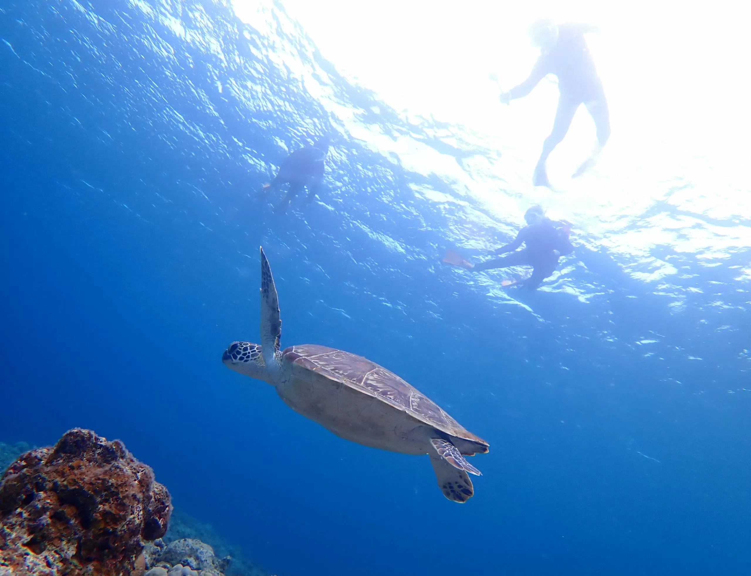 【石垣島/1日】ウミガメ遭遇率90％以上☆幻の島上陸＆体験ダイビング2dive＆シュノーケリングツアー《器材込み＆ランチ付き》（No.342）