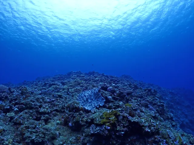 【石垣島/1日】ウミガメ遭遇率90％以上☆幻の島上陸＆体験ダイビング2dive＆シュノーケリングツアー《器材込み＆ランチ付き》（No.342）