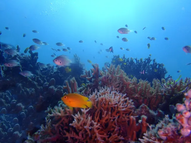 【石垣島/1日】ウミガメ遭遇率90％以上☆幻の島上陸＆体験ダイビング2dive＆シュノーケリングツアー《器材込み＆ランチ付き》（No.342）