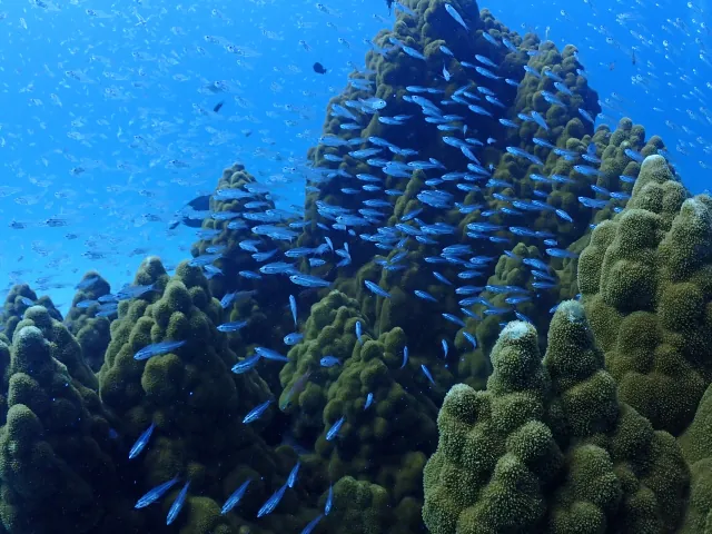 【石垣島/1日】ウミガメ遭遇率90％以上☆幻の島上陸＆体験ダイビング2dive＆シュノーケリングツアー《器材込み＆ランチ付き》（No.342）