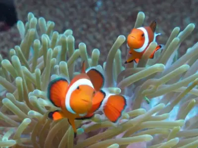 【石垣島/1日】ウミガメ遭遇率90％以上☆幻の島上陸＆体験ダイビング2dive＆シュノーケリングツアー《器材込み＆ランチ付き》