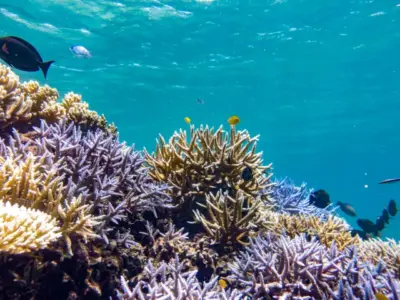 【石垣島/1日】ウミガメ遭遇率90％以上☆幻の島上陸＆体験ダイビング2dive＆シュノーケリングツアー《器材込み＆ランチ付き》