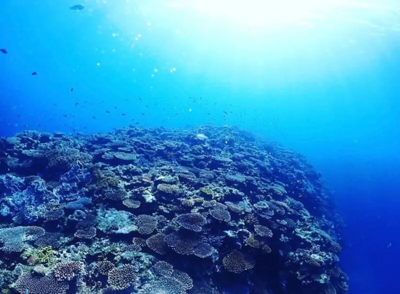 ★夏の特別SALE【石垣島/半日】大人気マンタと一緒に泳ごう！ファンダイビング午後半日コース★機材一式レンタル付き（No.582）