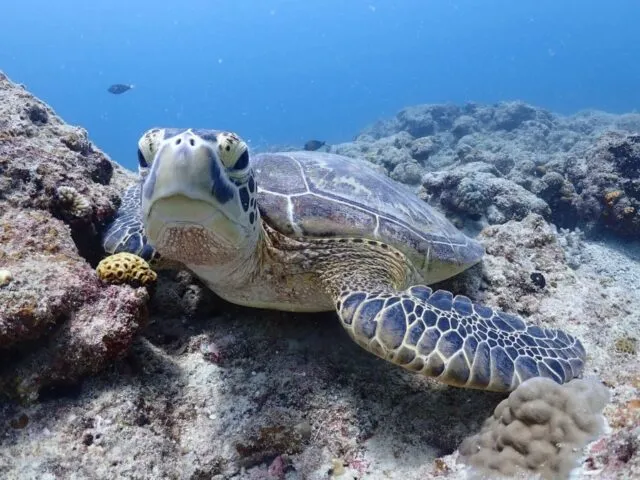 【石垣島/1日】幻の島上陸＆体験ダイビング＆ウミガメシュノーケリング〈GoProレンタル無料〉初心者専門の少人数制（No.475）
