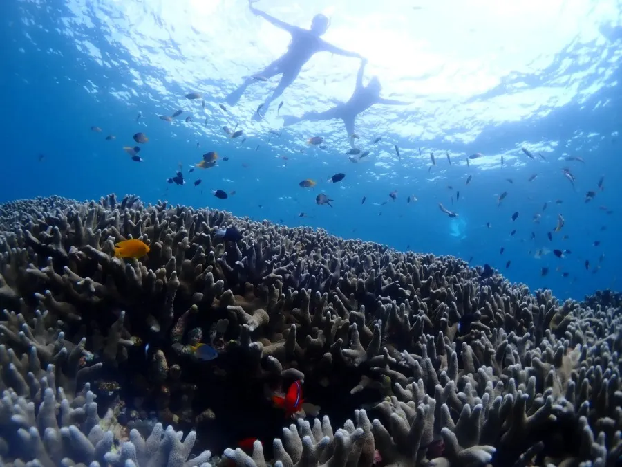 【石垣島/1日】幻の島上陸＆体験ダイビング＆ウミガメシュノーケリング〈GoProレンタル無料〉初心者専門の少人数制（No.475）