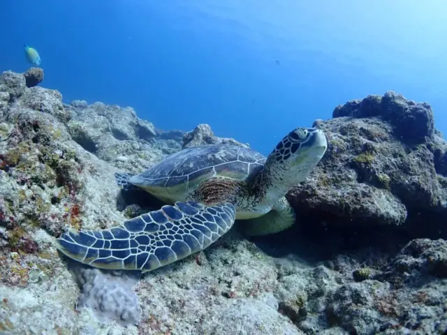【石垣島/1日】幻の島上陸＆体験ダイビング＆ウミガメシュノーケリング〈GoProレンタル無料〉初心者専門の少人数制
