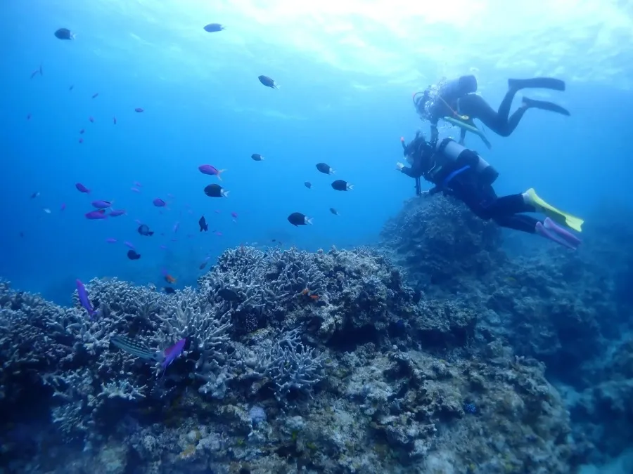 【石垣島/1日】幻の島上陸＆体験ダイビング＆ウミガメシュノーケリング〈GoProレンタル無料〉初心者専門の少人数制（No.475）
