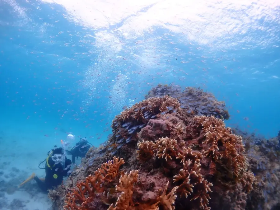 【石垣島/1日】幻の島上陸＆体験ダイビング＆ウミガメシュノーケリング〈GoProレンタル無料〉初心者専門の少人数制（No.475）