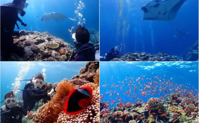 【石垣島/川平開催/1日】川平で感動のマンタ体験ダイビング2dive☆1日たっぷり楽しむ少人数開催で初心者も安心（No.505）
