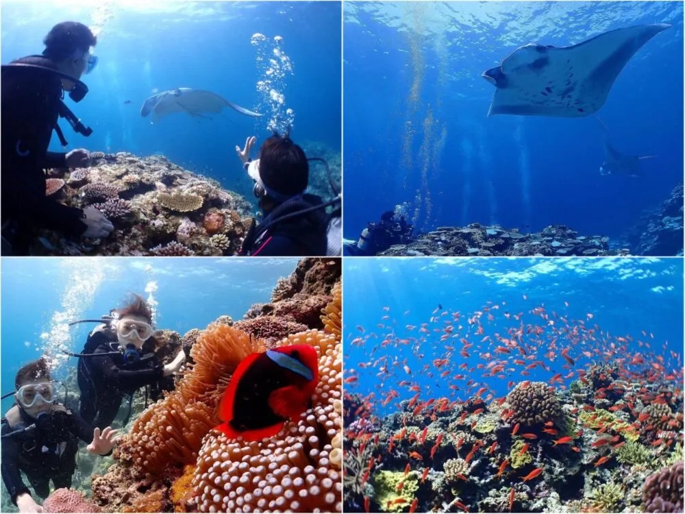【石垣島/川平開催/1日】川平で感動のマンタ体験ダイビング2dive☆1日たっぷり楽しむ少人数開催で初心者も安心（No.505）