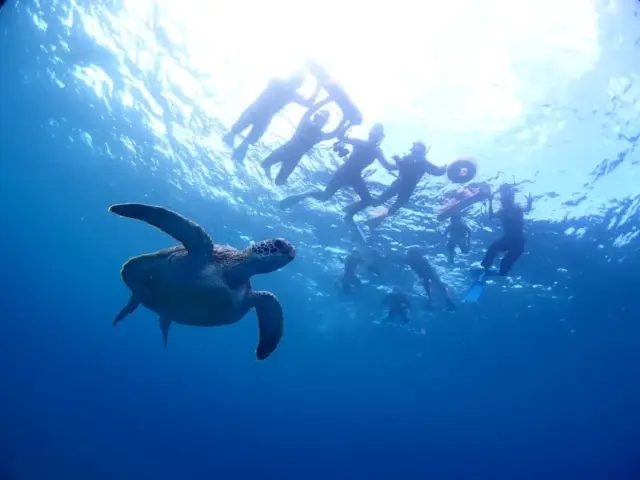 石垣島でウミガメと泳ぐ感動体験！スポット・時期・初心者おすすめツアー紹介