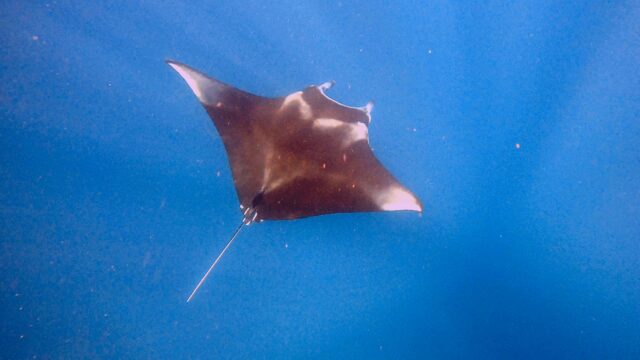 ナンヨウマンタ