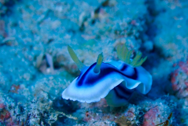 ミゾレウミウシ