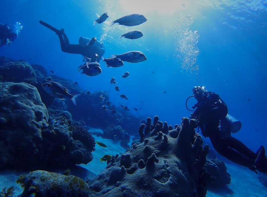 石垣島 ダイビング