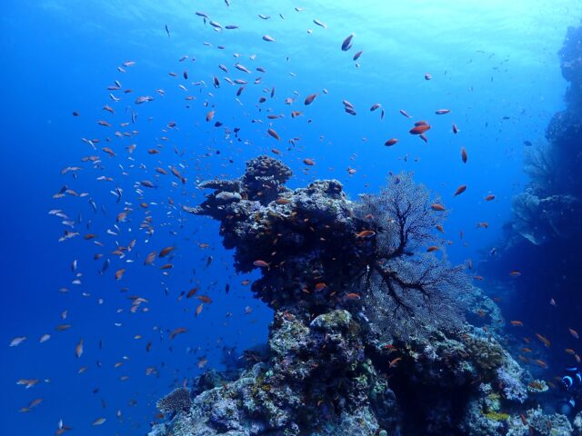 石垣島伊原間湾海底