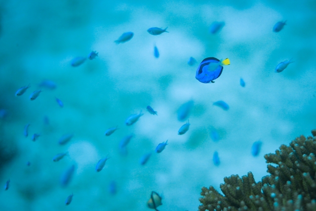 冬のダイビング、生き物、熱帯魚