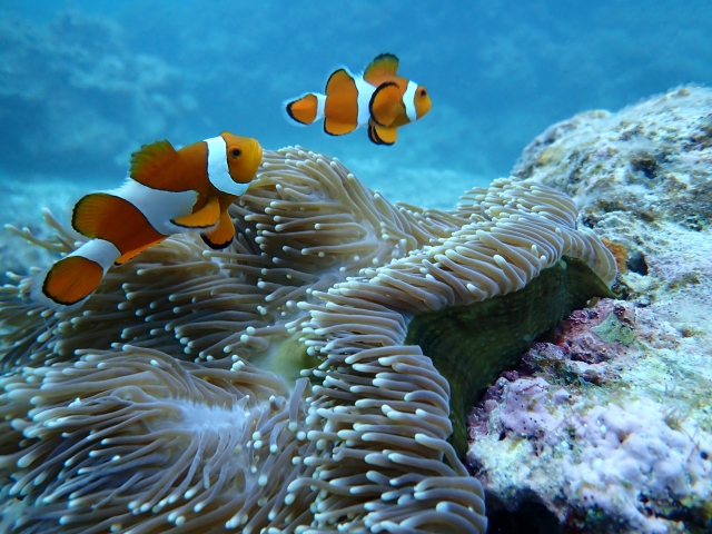 熱帯魚、ダイビング、クマノミとイソギンチャク