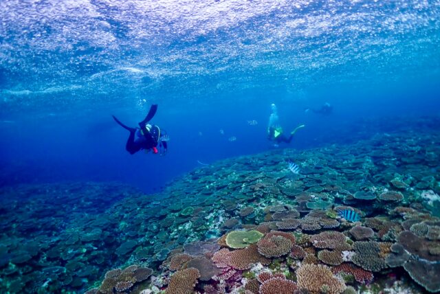ダイビング テーブルサンゴ