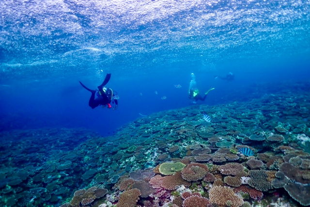 石垣島のテーブル珊瑚、ダイビング