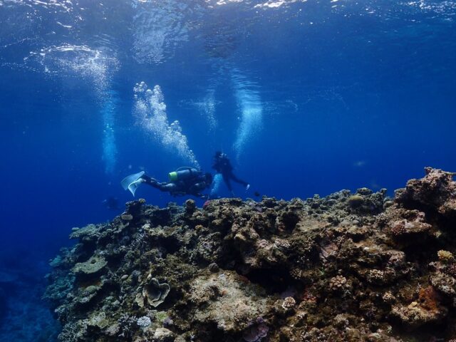 ファンダイビング 一人