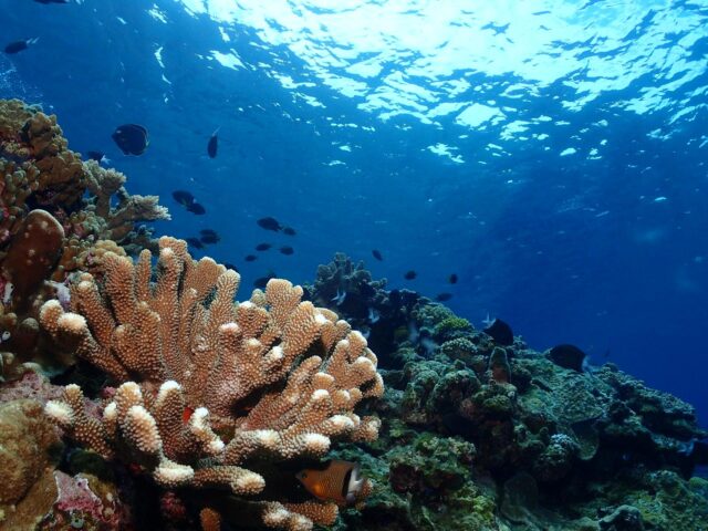 石垣島 ダイビング サンゴ