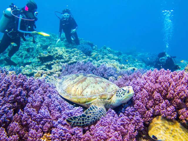 ファンダイビング ウミガメ サンゴ