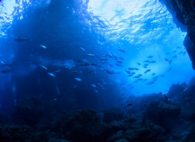 イソマグロの群れ マグロ