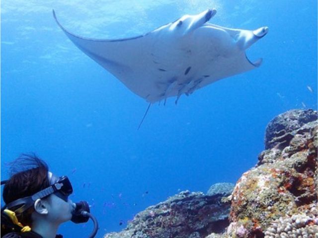 マンタダイビング、