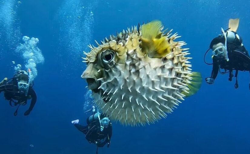 ダイビング、ハリセンボン