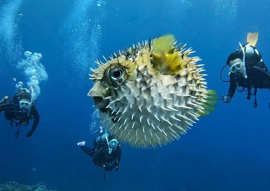 ダイビング、ハリセンボン