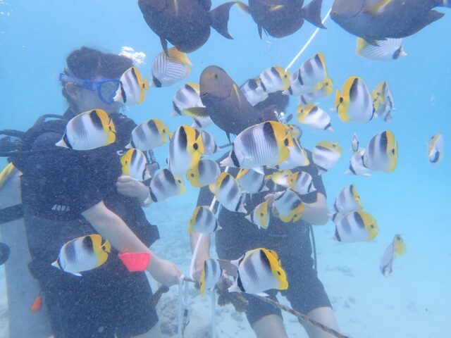 チョウチョウウオ、ダイビング、生き物、熱帯魚