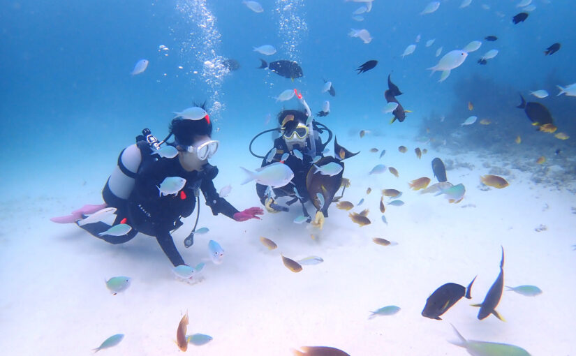 熱帯魚、ダイビング