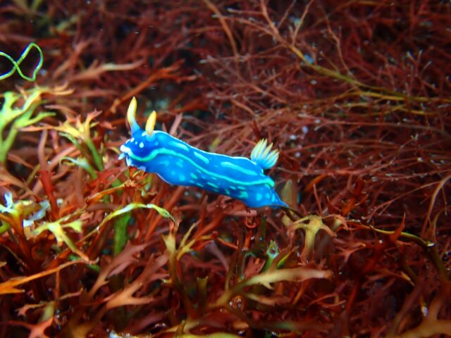 アオウミウシ、マクロ生物、ウミウシ