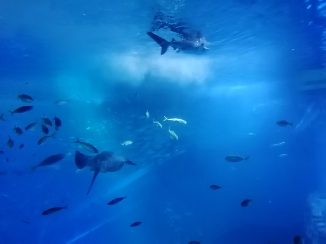 海の中